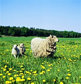 Sheep with two lambs