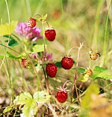 Wild strawberry plant