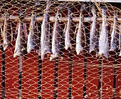 Fische zum trocknen aufgehängt