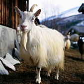 White goat in the open air