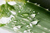 Aloe vera leaf with drops of water (detail)