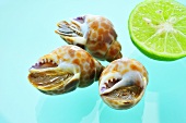 Marine snails with lime (Thailand)
