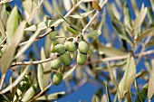 Green olives on the tree