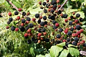 Blackberries (ripe and unripe) on the bush