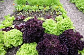 Various types of lettuce in vegetable bed