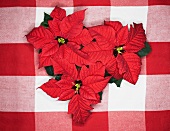 Poinsettia on checked tablecloth