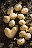 Potatoes on soil