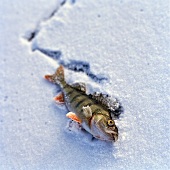 Frisch gefangener Fisch auf zugefrorenem Gewässer