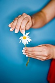 Hands picking the petals from a marguerite