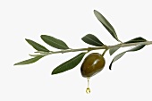Olive oil dripping from olive on branch