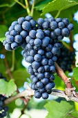 Red wine grapes (variety Blaufränkisch) on the vine