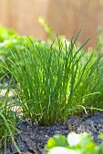 Chives growing in a garden