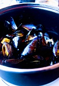 Mussels in pan