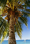 Coconut palm on the beach in Mauritius