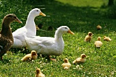 Ducks and ducklings in a pasture in Sweden