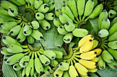 Freshly harvested green and yellow bananas (Thailand)