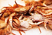 Many crabs