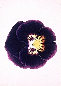 lila Stiefmütterchen-Blüte 