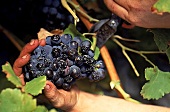 Blaue Weintrauben werden abgeschnitt en in Banyuls