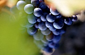 Weintrauben der Rebsorte Grenache 