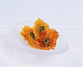 Ringelblumen (Calendula) in einer weissen Porzellanschale