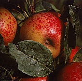 Mehrere Äpfel hängen zwischen grünen Blättern an einem Ast