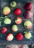 Different varieties of apples on wooden board, overhead view