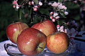 Grün-rote Äpfel auf einem Glasteller - im Hintergrund Apfelblüten