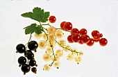 Rote,schwarze und weiße Johannisbeeren als Freisteller (mit Blatt)