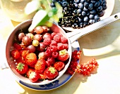 Blue berry on plate and red berry in sauce pan, overhead view
