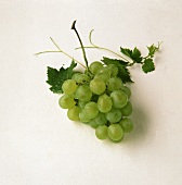 Weintrauben mit Stiel und Blättern freigestellt