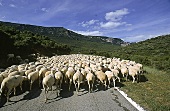 Spanien: Schafe auf dem "Jakobsweg" Navarra