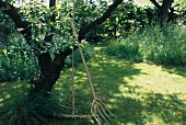 Obstbaum mit angelehntem Gartengerät im Garten