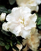 Blüten der weißen Azalee, close up 