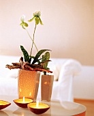 Frauenschuh-Orchidee im Blumentopf hinter Kokusnuß-Windlichter