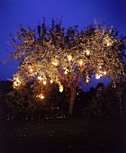 Farbige Windlichter hängen in den Ästen eines Obstbaums, Nachtaufnahme
