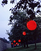 Rote Papierlampions hängen in den Ästen einer Obstbaumreihe