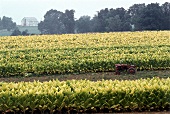 Tabakfelder in Kentucky 
