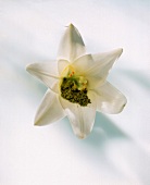weiße Lilienblüte mit grünem Pulver im Kelch (Tonerde, Teepulver)