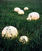 Shining stones on lawn