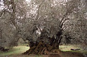 Olivenhain  auf Kreta 