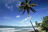La Grande Anse / Strand mit Palmen 