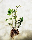 Drei verschiedene, junge Pflanzen m. Stengel, Blättern u. Wurzeln