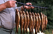 Salzkammergut: Fische sind zum Räuchern aufgehängt