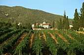 Makedonischer Wein: Weinberge beim Kloster Moni / Agio Pantelemonos