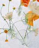 Gelbe Blumen im Wasserglas,Unschärfe 
