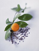 Lavendelblüten und eine Orange an einem Zweig,Close up