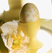Zartgelb gefärbtes Ei m. Blumenmotiv im Eierbecher, Mohnblüte
