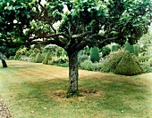 Ein im Spalier gewachsener Apfelbaum im Hintergrund geometrische Büsche