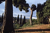Blick über"Haute de Cagnes" an der Côte d'Azur.